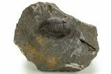 Detailed Proetid (Gerastos) Trilobite Fossil - Morocco #325841-2